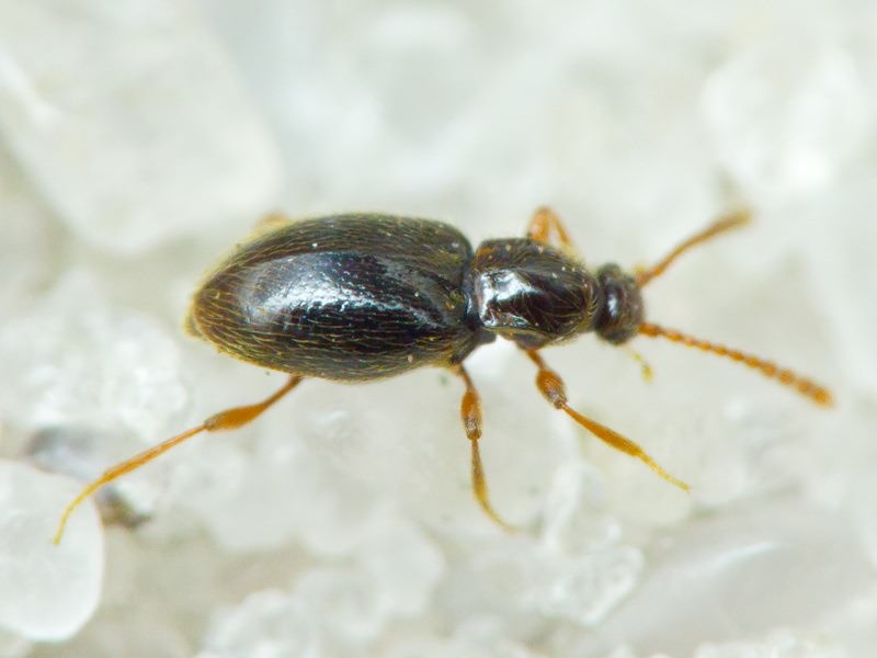 Nevraphes angulatus (Müller & Kunze, 1822)